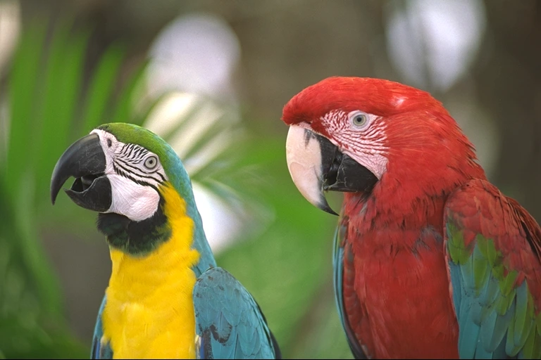 Original Kodak Image 23 showing two parrots