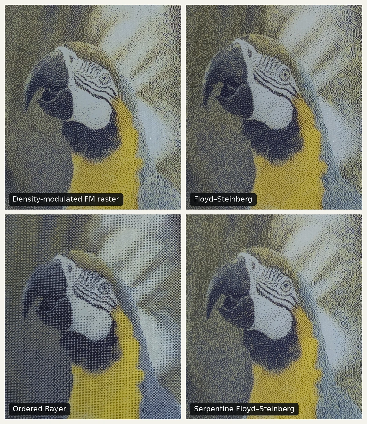 Close-up comparison of the yellow parrot's eye and tongue using the practical photo techniques